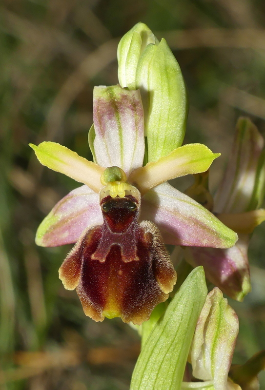 Ophrys exaltata subsp. archipelagi in Abruzzo marzo e aprile 2019